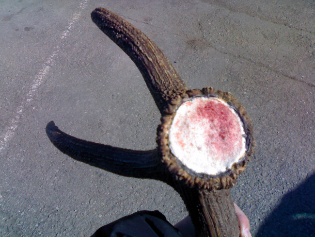 PASSIONE PER IL CERVO